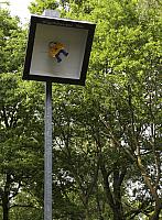 Schützenfest Milte 2017 IMG 4162 PSP2 Sonntag Hampelmannschuss